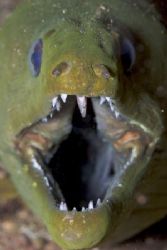 close up of a nice Green Moray by Terry Moore 